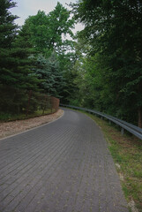 Obraz premium forest 