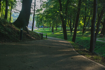 Fototapeta premium forest 