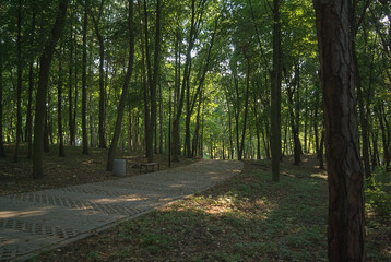 Fototapeta premium forest 