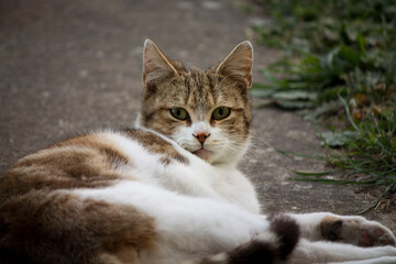 Naklejka na ściany i meble A close-up of a calm cat against a gray background.
