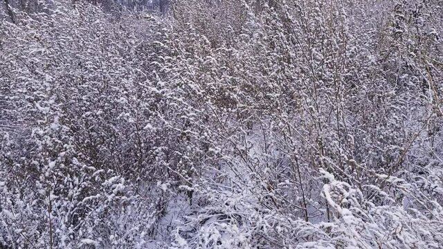 Dry wild goosefoot thickets covered with snow in light wind