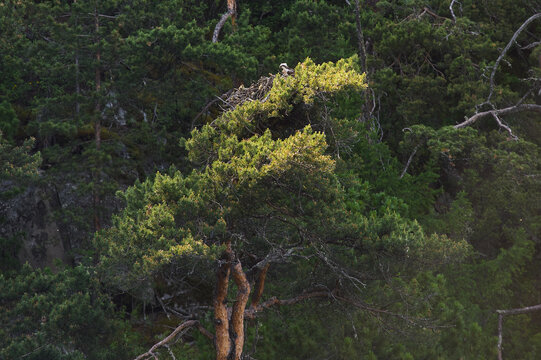 Juniperus high Juniperus excelsa is a coniferous plant of the genus Juniper cypress family.