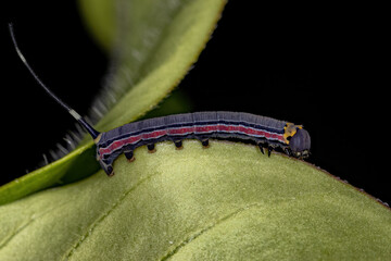 Macroglossine Sphinx Moth Caterpillar