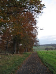 Bäume an einem Weg im Herbst