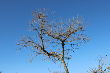 tree and sky