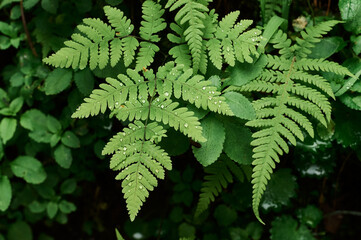 Naklejka na ściany i meble Beautyful ferns leaves green foliage natural floral fern background in sunlight.