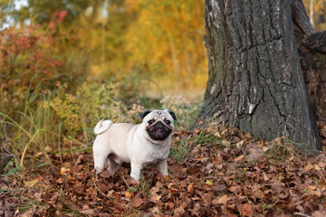 a beautiful young pug stands among the fallen autumn foliage against the background of a large tree...