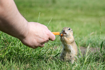 a small wild gopher eats food from the hands of a man in a clearing. danger of feeding wild animals. selective focus
