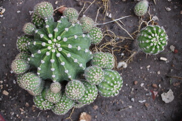 cactus in the garden