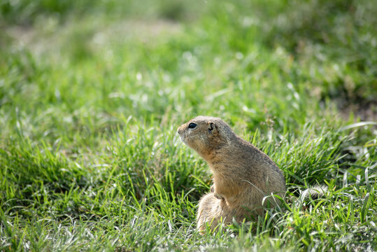 a wild gopher sits on a belt and looks thoughtfully to the side, close-up