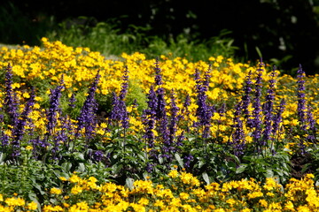 Lavendel (Lavandula angustifolia) und gelbe Sommerblumen auf einem Blumenbbet, Deutschland, Europa