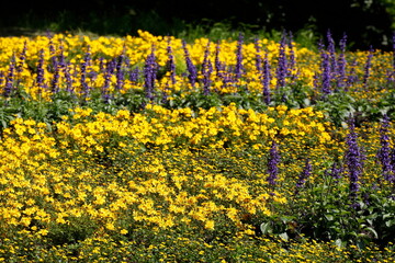 Fototapeta premium Lavendel (Lavandula angustifolia) und gelbe Sommerblumen auf einem Blumenbbet, Deutschland, Europa