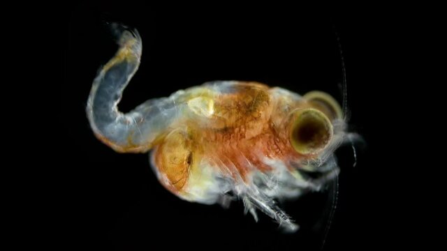Crustacea Mysida Idiomysis sp. under microscope, Mysidae Family. Female with embryos. Found hovering above upside-down jellyfish, Cassiopea. Red sea