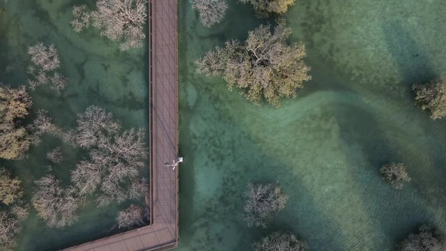 Drone footage on unique ecosystem in Abu Dhabi, mangroves along the coastline