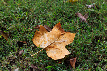 公園の草の上の水滴のついた一枚の落葉