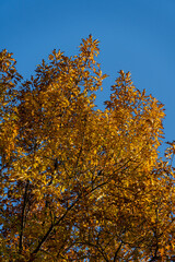 Autumn golden carved red oak tree. Huge crown of oak tree with golden autumn leaves at sunset against blue sky. Selective focus. Close-up. Landscaped garden with large trees. Nature concept for design