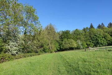 Obraz premium Field and trees with blue sky above