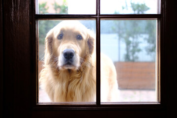Purebred golden retriever dog waits patiently with sad eyes at the door for his owners to let him...