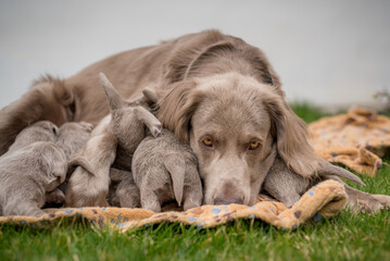 Dog mom with her puppies. Seven newborn long-haired Weimaraner puppies drink from their mother dog....