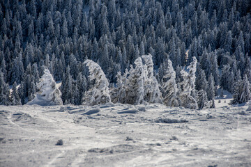 snow covered trees, Martinky, Martinske hole, Martin, Slovakia, Europe, winter