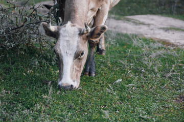 Head of brown-white cow pasturing with head down to grass near tree branches in meadow in forest in...