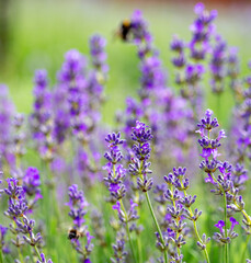 Purple lavender flowers in sunny day.