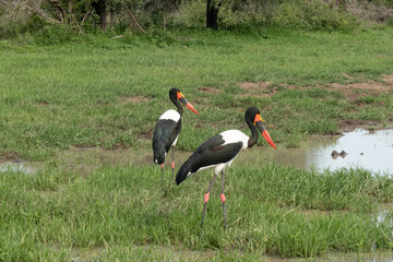 A pair of saddle-billed storks pecking for food in the grass. The male stork has brown irises while the female has golden yellow irises. Location: Kruger National Park, South Africa