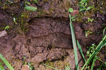 Animal footprint. hedgehog footprint in the sand in the forest, close up, detailed.