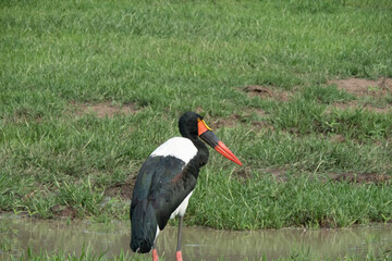 A female saddle-billed stork pecking pecking for food in the grass. The female saddle-billed stork has golden yellow irises. Location: Kruger National Park, South Africa
