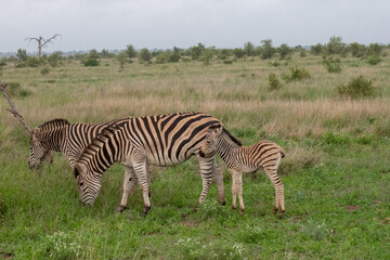 Fototapeta na wymiar A mother and baby zebra grazing on green grass. Location: Kruger National Park, South Africa