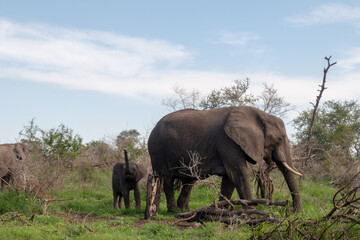 An elephant calf sniffing with it's trunk in the air while following it's mom. Location: Kruger National Park, South Africa