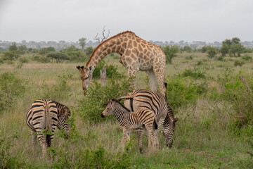 Naklejka premium A mother and baby zebra grazing on green grass. There is also a giraffe in the background. Location: Kruger National Park, South Africa