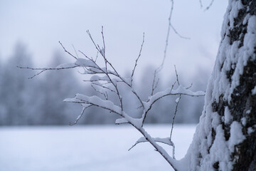 Fototapeta na wymiar Frosty day. Real winter and snowfall