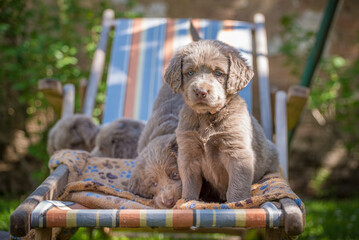Long-haired Weimaraner puppies play with their siblings on a green meadow. Pedigree long hair...