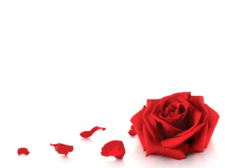 Rose and romantic red rose petals on white background