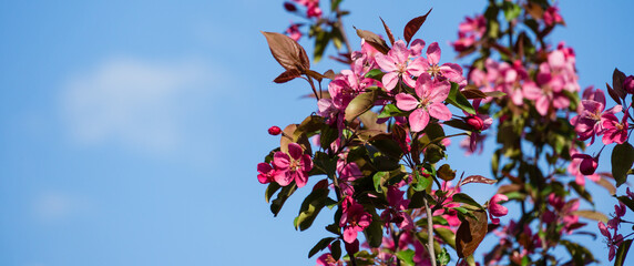 Purple flowers of Apple Malus 'Makowieckiana' against blue sky. Dark pink blossoms in spring garden. Abstract floral pattern design. Selective focus. There is place for text