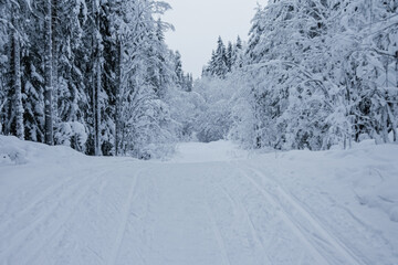 A wide road and a ski run lead into the forest.