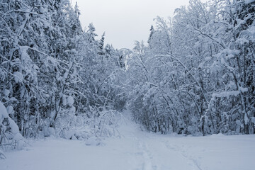 The path is trodden between snow trees.