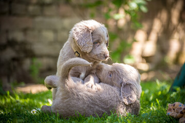 Long-haired Weimaraner puppies play with their siblings on a green meadow. Pedigree long hair...