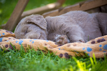 Portrait of long haired Weimaraner puppy sleeping on the orange dog blanket in the garden. The little dog has a gray coat. Pedigree long haired Weimaraner puppies.