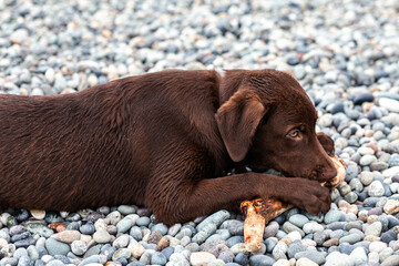 Chocolate Labrador puppy nibbles a stick on the shore in daylight, side view
