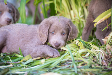 Portrait of a long haired Weimaraner puppy chewing on the tall blades of grass. The little dog has gray fur and bright blue eyes. Pedigree long haired Weimaraner puppies.