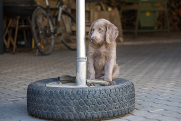 Portrait of a long haired Weimaraner puppy sitting on a car tire. The little dog has gray fur and...