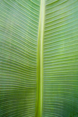 
iStock
Closeup Of Green Banana Leaf Texture For Abstract Background