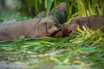 Long-haired Weimaraner puppies play with their siblings in the tall grass in the garden with a stuffed animal. Pedigree long haired Weimaraner puppies.