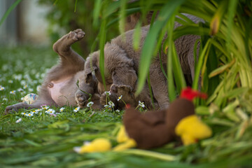 Obraz premium Two long-haired Weimaraner puppies fight and play with a stuffed animal with their siblings in the tall grass in the garden. Pedigree long haired Weimaraner puppies.