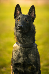 Shepard dog. Portrait of this beautiful dog breed posing for camera. Pet photography.