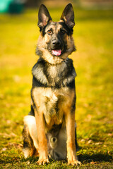 Shepard dog. Portrait of this beautiful dog breed posing for camera. Pet photography.