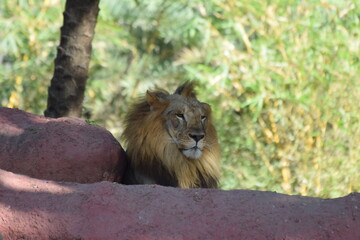 Zoo in Hyderabad