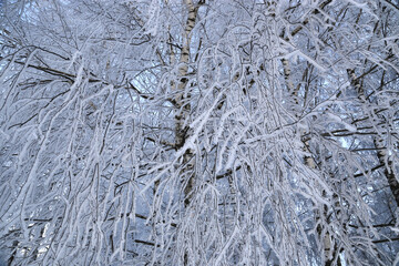 Beautiful branches of birch trees covered with snow and hoarfrost